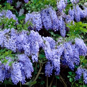 Blue Wisteria